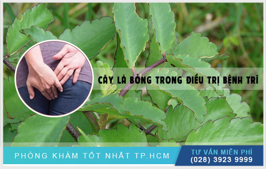 [TPHCM] Bài thuốc hay: Dùng cây lá bỏng chữa bệnh trĩ hiệu quả