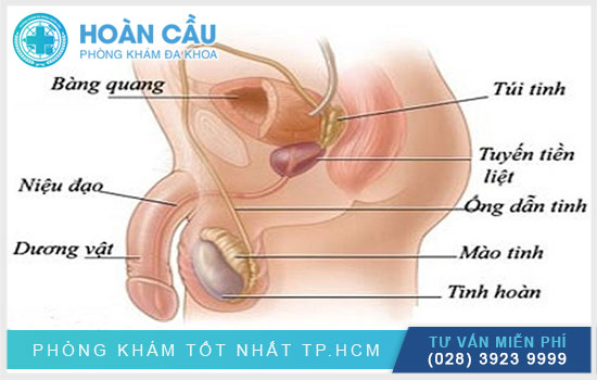 Dấu hiệu - triệu chứng của bệnh ung thư tinh hoàn