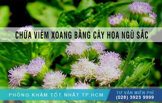 Cách chữa viêm xoang bằng cây hoa ngũ sắc đơn giản tại nhà [TPHCM - Bình Dương - Đồng Nai - Long An - Tiền Giang]