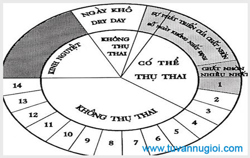 Cách tính ngày rụng trứng để tránh thai 