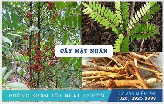 Tìm hiểu cây mật nhân Cong-dung-cua-cay-mat-nhan-tang-cuong-sinh-ly-nam