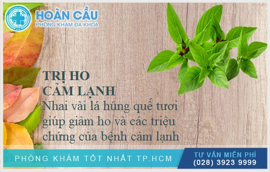 Nhai vài lá húng quế tươi giúp giảm ho và các triệu chứng của bệnh cảm lạnh