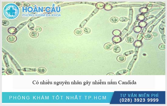 Có nhiều nguyên nhân gây nhiễm nấm Candida