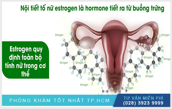 Cân bằng nội tiết tố estrogen nữ như thế nào