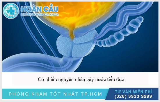 Có nhiều nguyên nhân làm nước tiểu đục