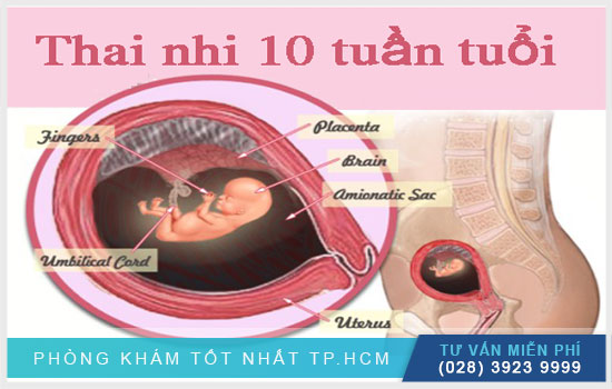 Thai 10 tuần: Sự thay đổi đặc biệt của mẹ và bé