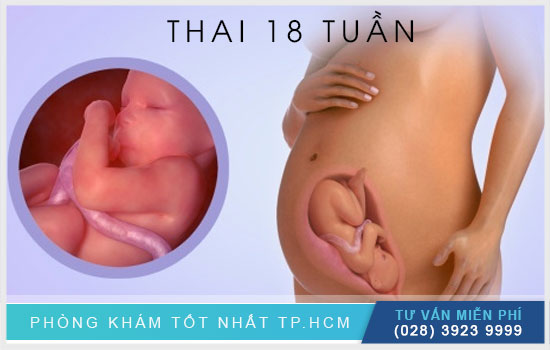 Thai nhi 18 tuần tuổi – mẹ và bé có những thay đổi gì?