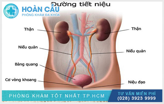 Thông tin cơ bản về đường tiết niệu