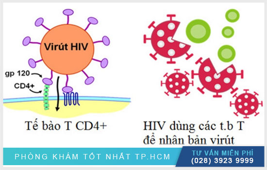 Tìm hiểu bệnh HIV có mấy giai đoạn khi bị lây nhiễm?