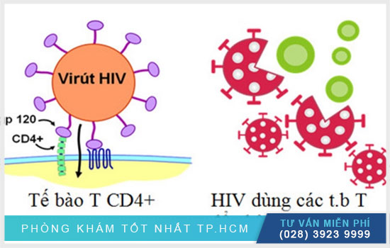 Truy tìm nguồn gốc và cách virus HIV xâm nhập vào cơ thể