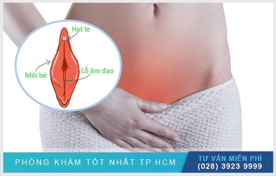 phân tích hột le